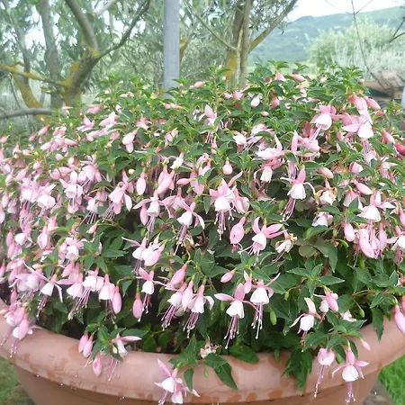 펜션 La Capanna Dei Carri 파치아노