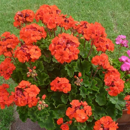 La Capanna Dei Carri 펜션 파치아노