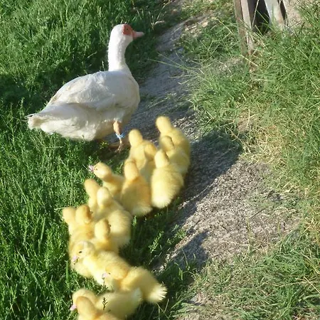 La Capanna Dei Carri *