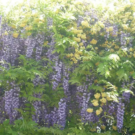 La Capanna Dei Carri