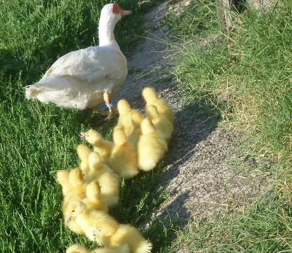 La Capanna Dei Carri *