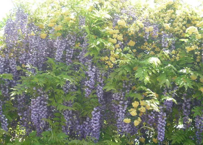 La Capanna Dei Carri